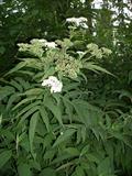 danewort, dane weed, danesblood, European dwarf elder, walewort, dwarf elderberry, elderwort , blood